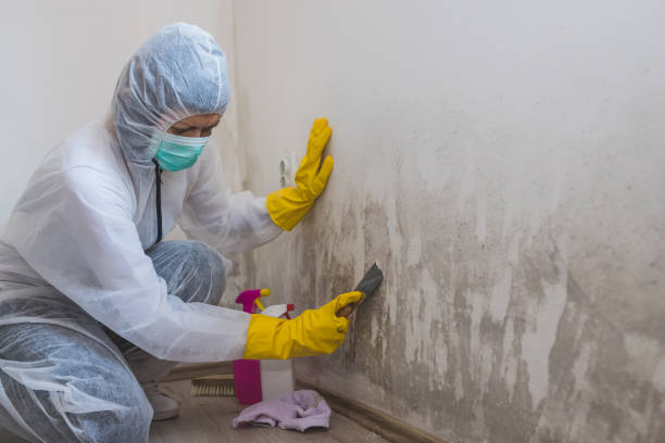 Best Black Mold Removal  in Butler, IN